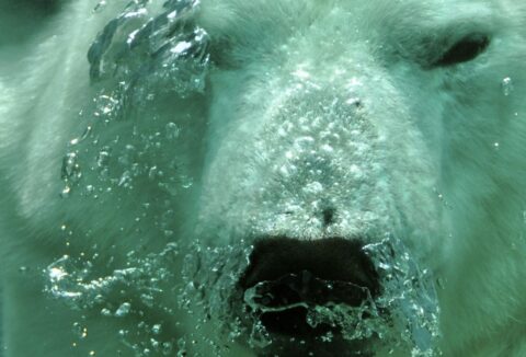 Polar