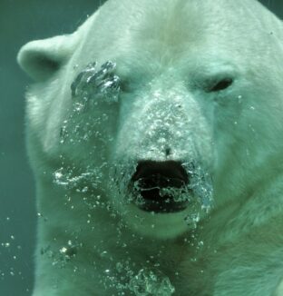Polar_carr