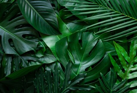 Closeup,Nature,View,Of,Tropical,Leaf,Background,,Dark,Green,Wallpaper
